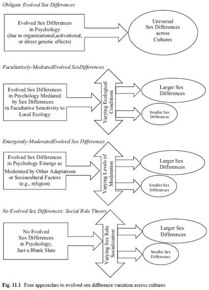 Schmitt, D.P. (2015). The evolution of culturally-variable sex differences: Men and women are not always different, but when they are…it appears not to result from patriarchy or sex role socialization. In Weekes-Shackelford, V.A., & Shackelford, T.K. (Eds.), The evolution of sexuality (pp. 221-256). New York: Springer. 