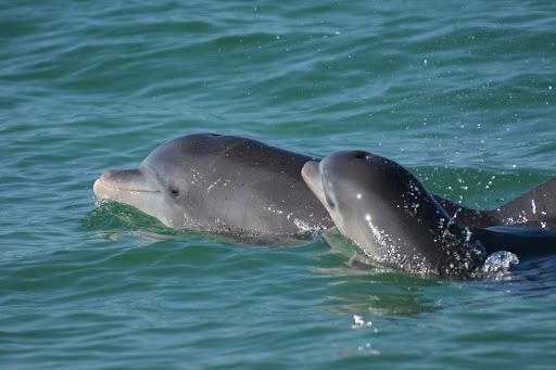 Photo taken under NMFS MMPA Permit No. 20455 issued to the Sarasota Dolphin Research Program.