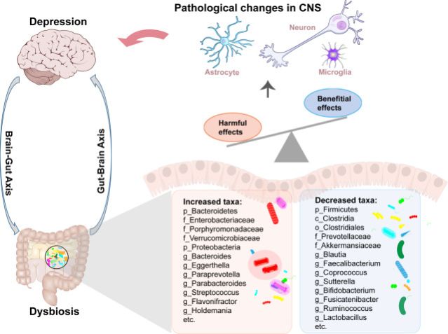 Lancet Journal, Liu, et al., Gut microbiota and its metabolites in depression: from pathogenesis to treatment, Vol. 90, April 2023.