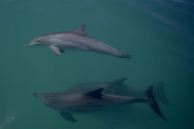 Source: Dr. Simon Allen/Shark Bay Dolphin Research, utilizado con permiso.
