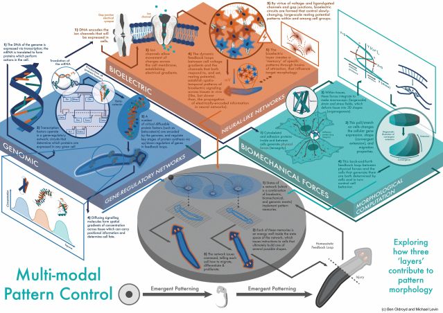 Using multiple pathways to control shape and form