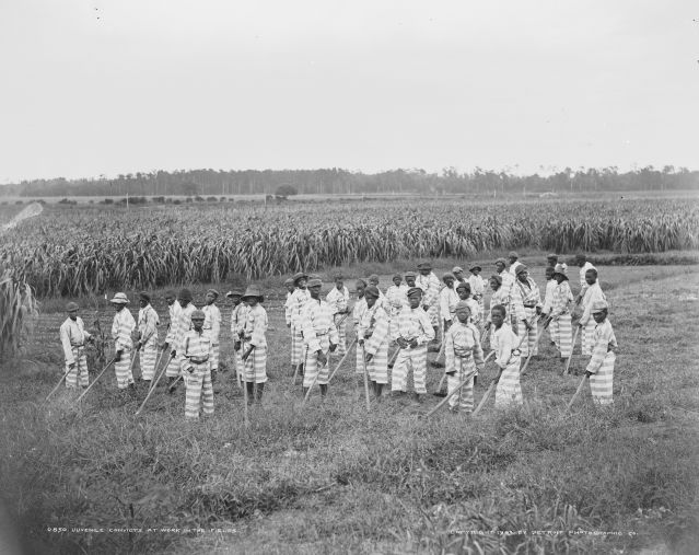 "Juvenile convicts" at work in the fields. 1903.