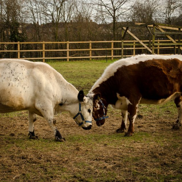 Play fighting in cattle.