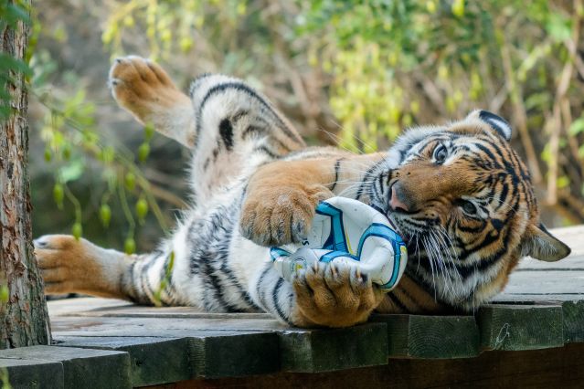 A tiger plays at a zoo.