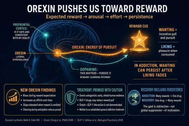 Mark Gold, MD with permission Orexin Pushes Us Toward Reward