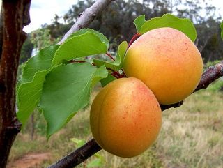 Source: "Apricots" by Fir0002/Licensed under CC BY-SA 3.0, Wikimedia Commons