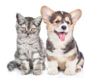 What Do Pet Owners Consider About Canine and Cat Ideas?