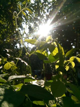 Luz solar/Argha Raha/Flickr