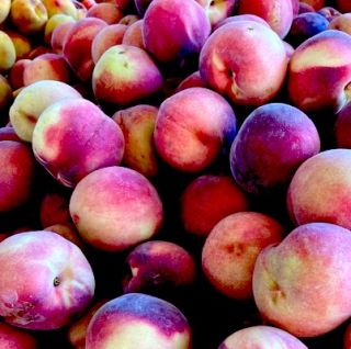 The reaches of Peaches – Winnipeg Free Press