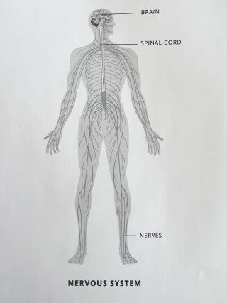 nervous system; brain Diagram | Quizlet