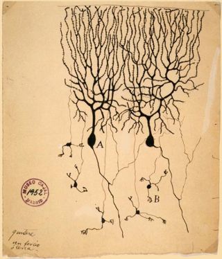 Source: Instituto Santiago Ramón y Cajal, Madrid, Spain/Public Domain