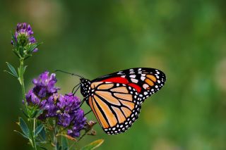 Source: rfotostock/Pixabay Source: rfotostock/Pixabay