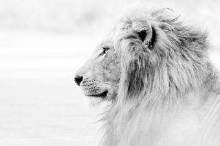 عکس از گلن کری (Unsplash)