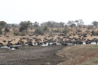 Source: David Hone/with permission.