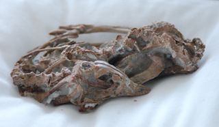 Source: David Hone, used with permission