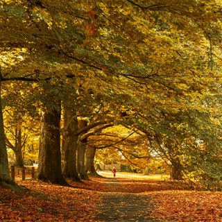 Envato Elements / wirestock