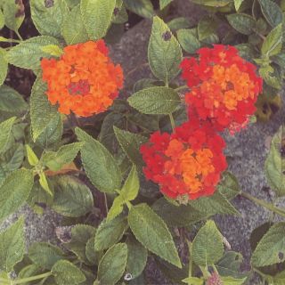 Katie Willard Virant Katie Willard Virant