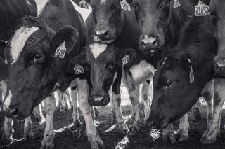 Source: Isabella La Rocca González.