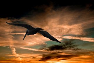 Susan Frazier/Pixabay