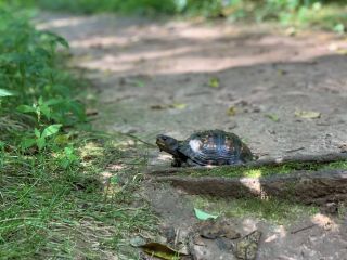 "Just Trying to Get By." Box Turtle, Evansburg State Park