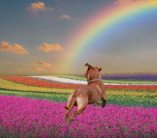 que colores les gustan a los perros