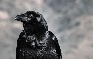 What is it like to be a crow?