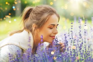 Woman in garden inhaling fragrance of lavender.