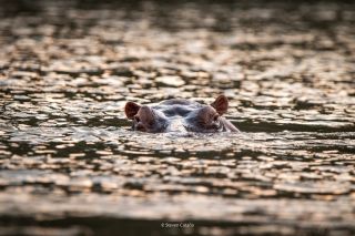 Steven Castaño/with permission. Wild Colombian hippo resting in the Magdalena River.
