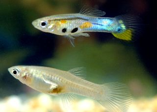 Trinidadian guppies.