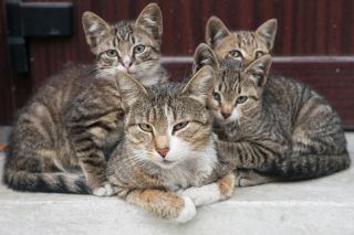 3 Ways Female Stress Responses Differ From Males' | Psychology Today ...