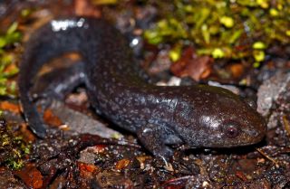By Peter Paplanus with license CC BY 2.0 Mole salamander