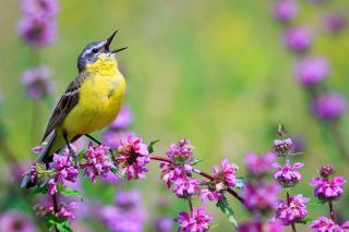 Yellow wagtail singing in a meadow.