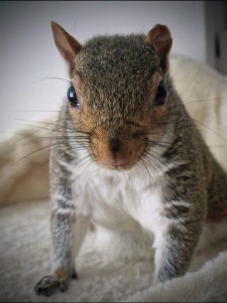 Bella, a three-year old paraplegic squirrel with all of her life force relocated to the front end.