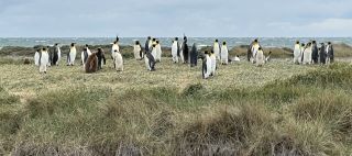 King Penguin Colony.