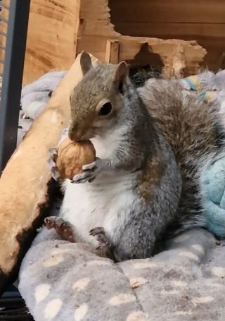 'Wonky Maeve' has a spinal deformity and has her own unique way of being a squirrel.
