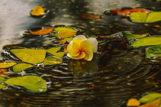 Manh Cuong Le / Pexels