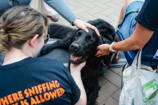 Do Dogs Enjoy Supporting Human Well-Being? | Psychology Today