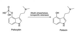 psilocybin conversion to psilocin
