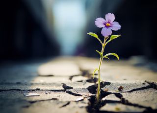 Franz Bachinger / Pixabay