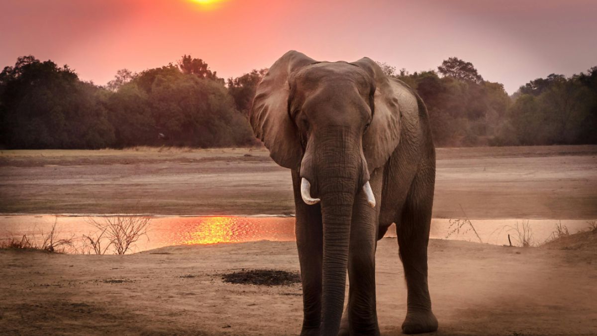 未使用 希少 自主盤 Elephant Shower Lonely Rain An Elephant Takes a Shower | Psychology Today