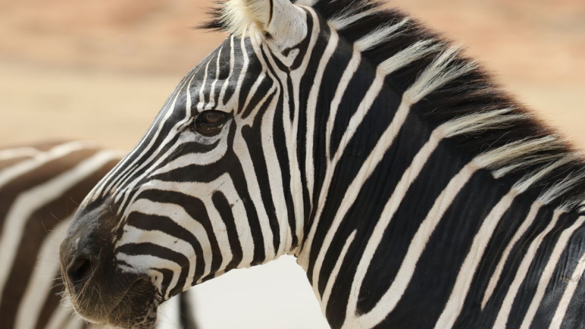 psychologytoday.com - John Nosta - Why Every Patient Needs an AI Zebra Scan