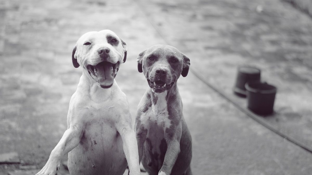 los perros mueren de tristeza
