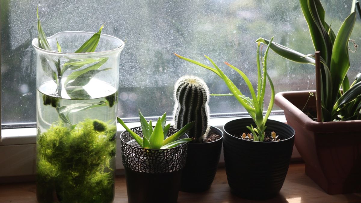 11 Ways Plants Enhance Your Mental and Emotional Health | Psychology Today