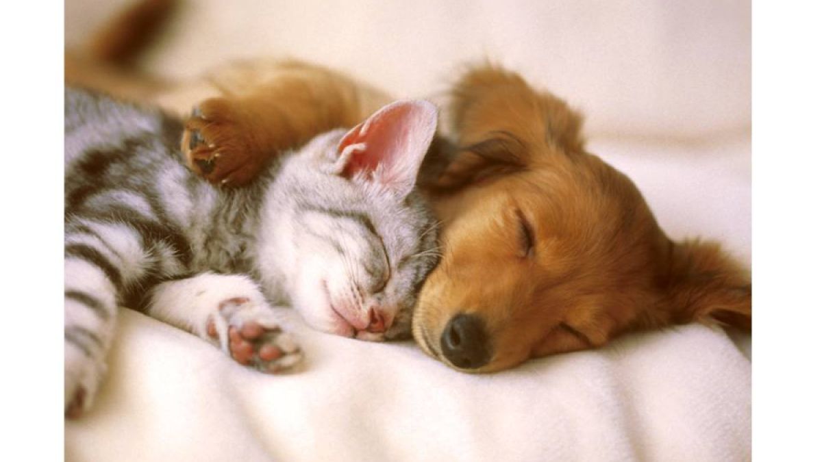 Love between puppies and kittens, image size:1200x675