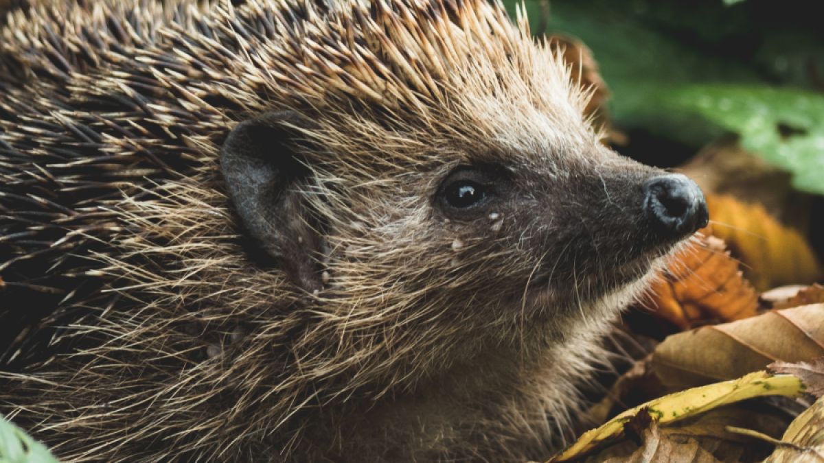 Hedgehog's dilemma - Wikipedia