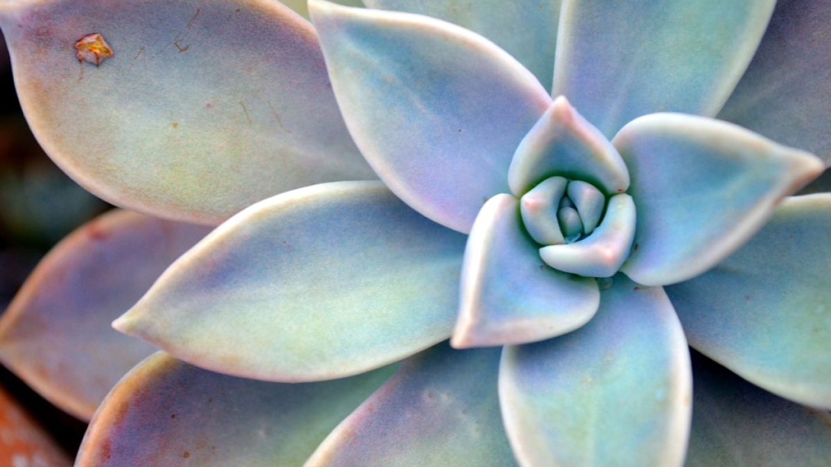 Succulence | Psychology Today