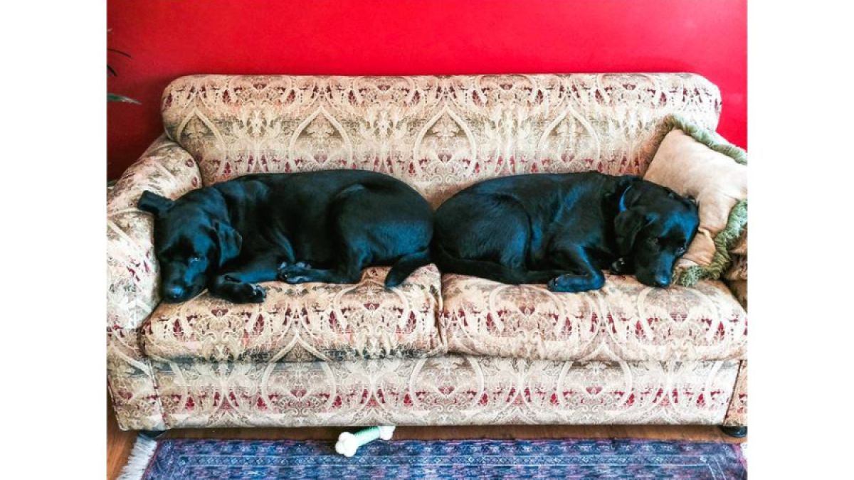 puede un perro ayudar a otro perro con ansiedad