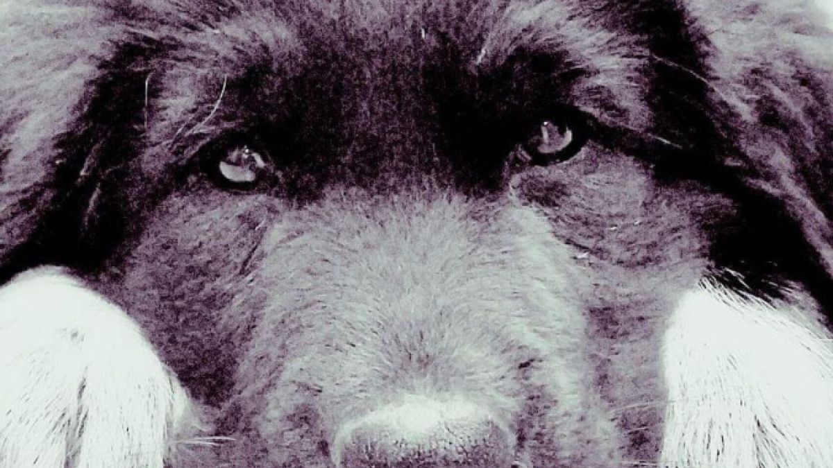 cómo obtuvimos diferentes razas de perros