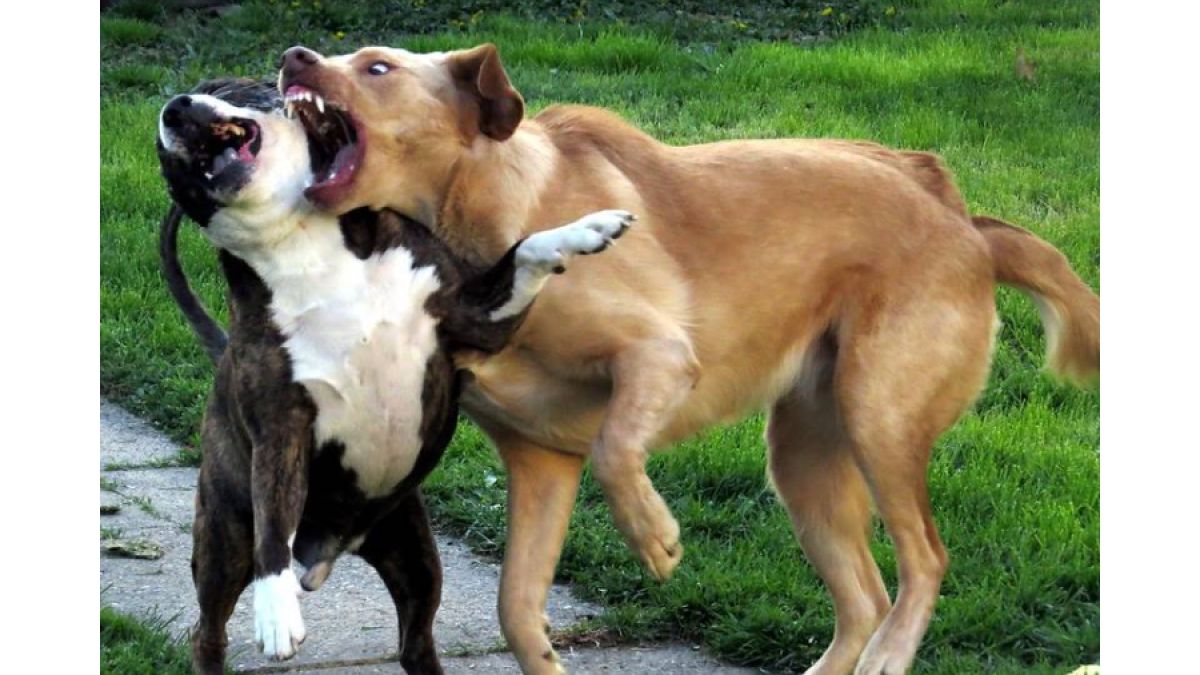 por qué los perros castrados atacan a los no castrados