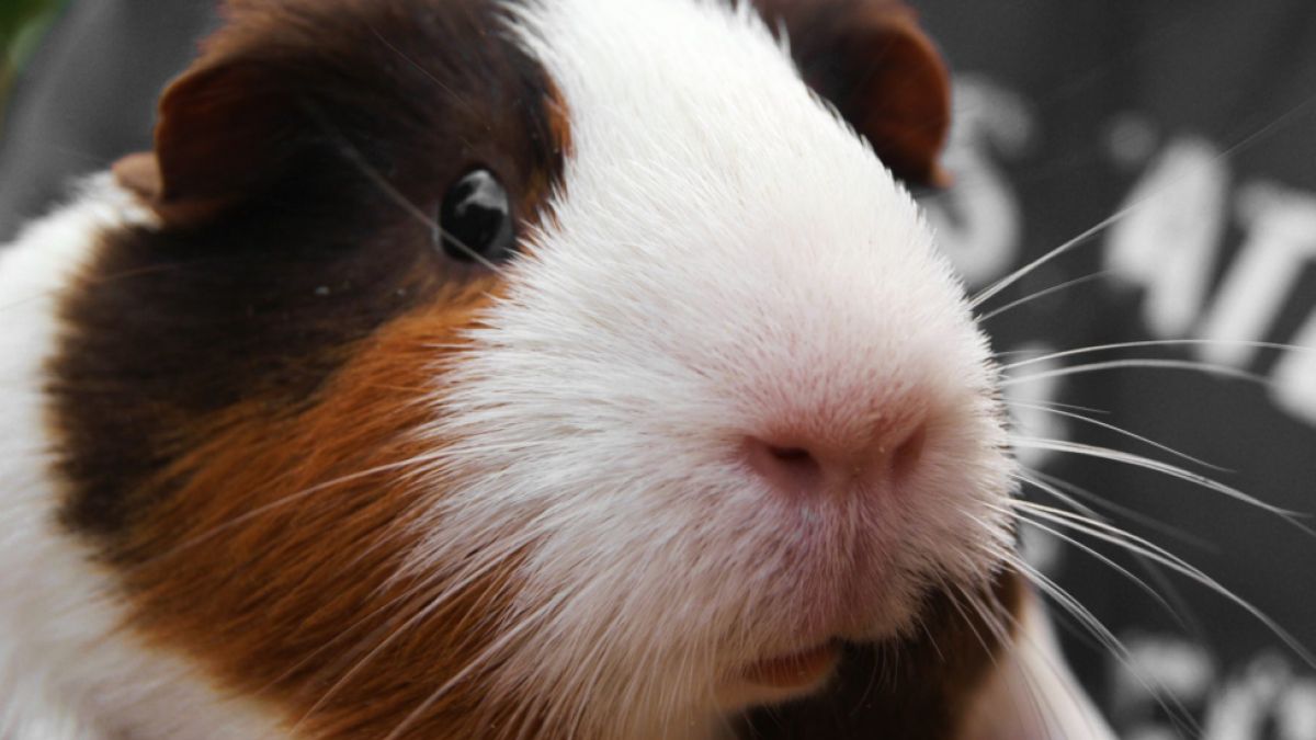 Guinea Pigs As Classroom Pets Help Autistic Kids Face Foundation
